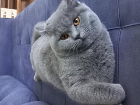7 aylık british shorthair erkek