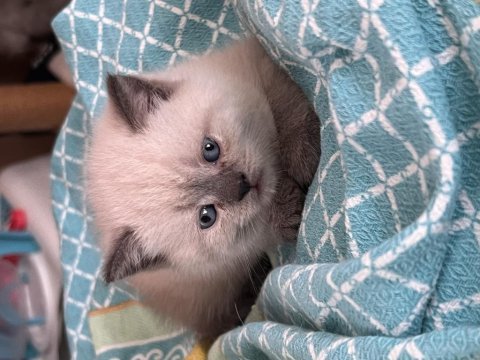 British shorthair blue point anne baba dik kulak blue point