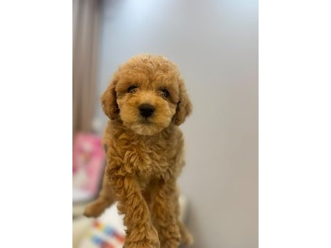 2 aylık maltipoo yavrularımız