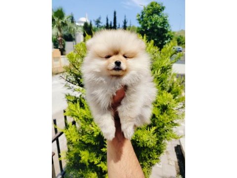 Pomeranian yavruları