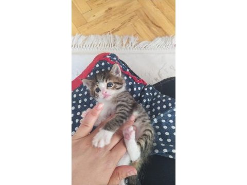 3 haftalık tekir kedisi