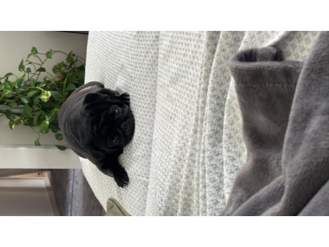 Çok sevdiğimiz pug kızımızı üzülerek sahiplendiriyoruz