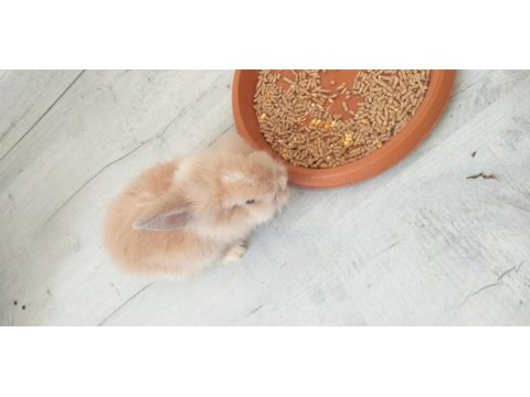1.5 aylık hollanda lop tavşanı