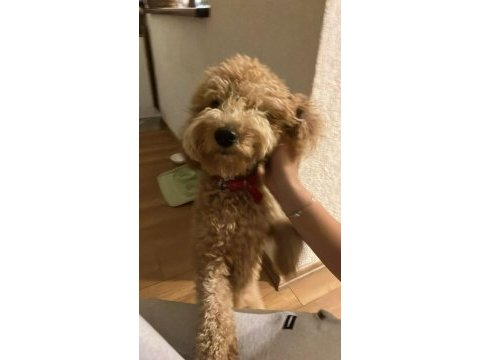 1 yaşında toy poodle erkek