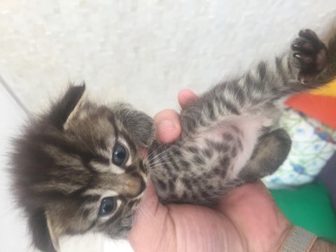 Scottish fold kırık kulak