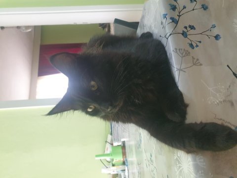 Main coon 4 aylık