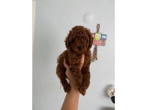 Toy poodle yavrularim orijinal ev üretimi