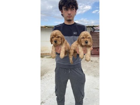 Üst kalite şirin cocker yavrular