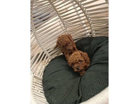 Toy poodle sıfır boy