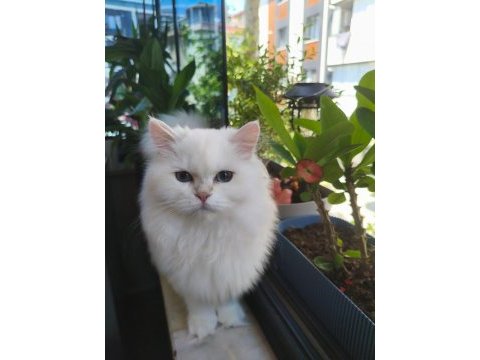 British longhair kedisi