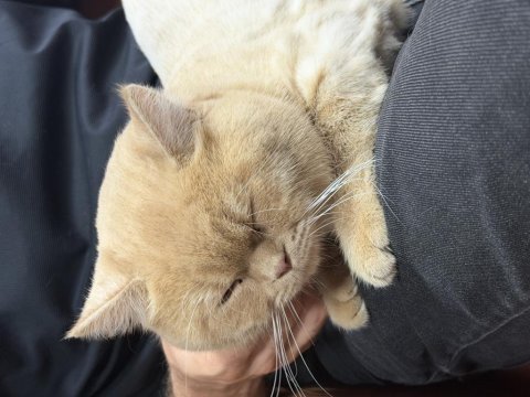 6 aylık british shorthair