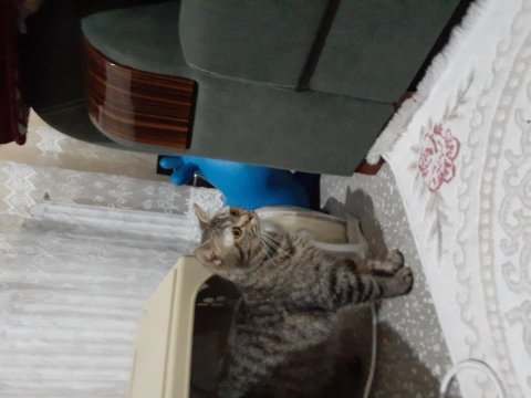 Safkan 1 yaşında dişi british shorthair