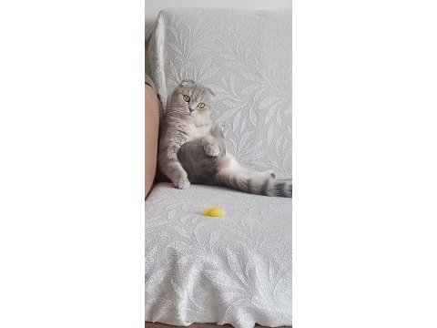 Sahibinden ücretsiz kedimiz