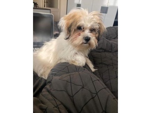 Muhteşem kaliteli maltese terrier yavrularımız