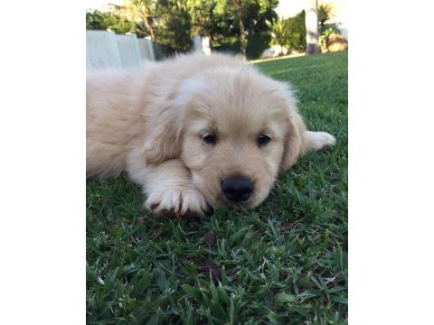 Baby face golden retriever yavrularımız