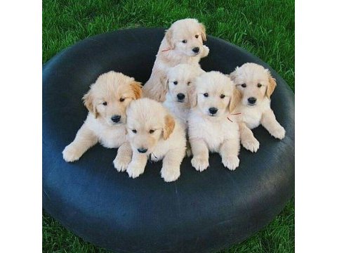 Golden retriever yavrular istenirse kapınıza teslim