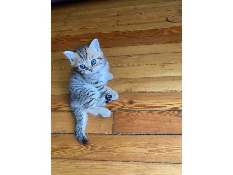 Scottish fold yavrular sahibinden sahiplendirilecek