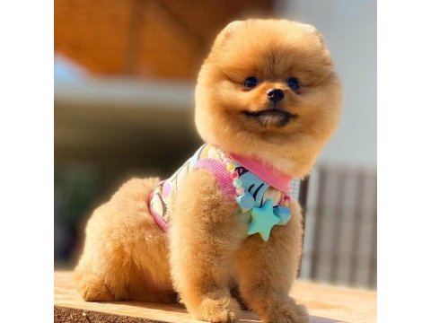 Pomeranian bebekler (teddy bear spitz)