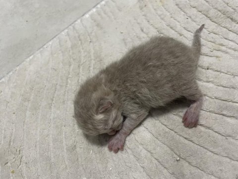 British shorthair yavruları