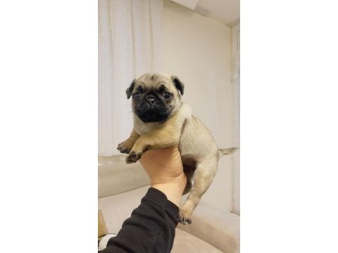 Dişi erkek pug mops