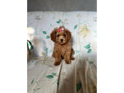 Toy poodle 3 aylık dişi