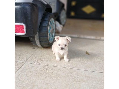 Uygun puan harika anatomi 2 aylık chihuahua