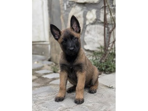 Üst düzey malinois yavrularımız