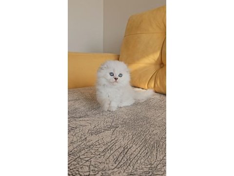 2.5 aylık anne baba şecereli british longhair yavrular