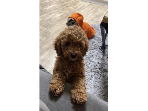 Aşılı wc eğitimli son erkek toy poodle yavru