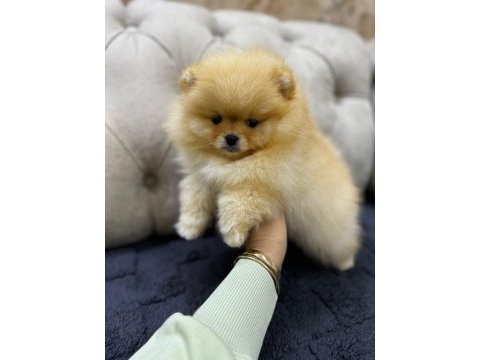 A kalite pomeranian bebekler