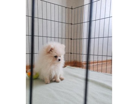 Minik ayıcık pomeranian boo orjinal garantili