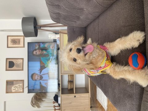 1 yaşında eğitimli dişi maltipoo