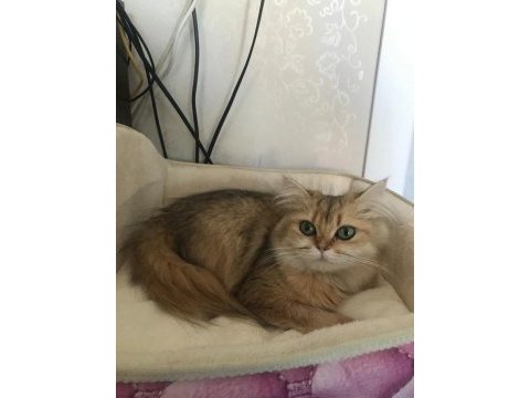 Güzel kız kedimiz yuvasını arıyor
