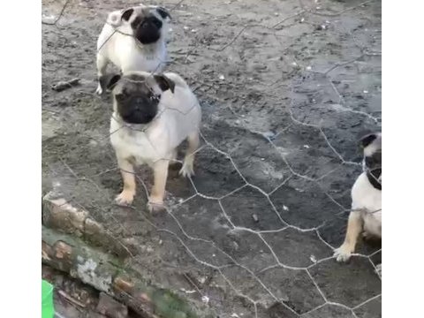 4 adet 3 aylık dişi pug