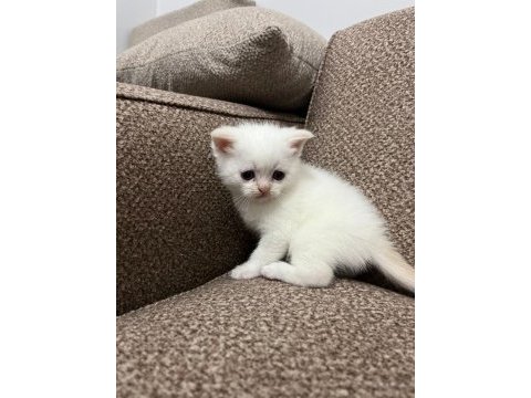 British shorthair bebekler