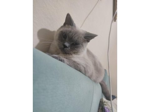 1 yaşında british shorthair çiftleşme (eş aranıyor)