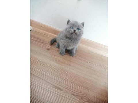 Çok tatlı çocuklarla arası çok iyi scottish fold