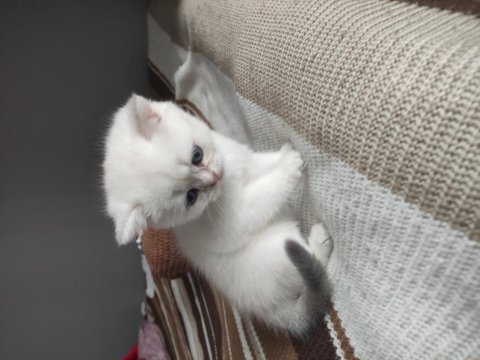 Son bir bayram şekeri british longhair