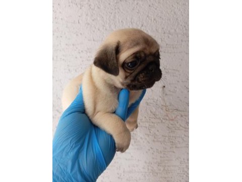 A kalite sıfır burun gül kuyruk pug bebekler