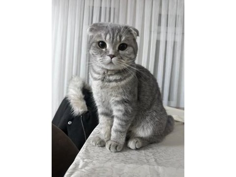 Eğitimleri tam scottish fold