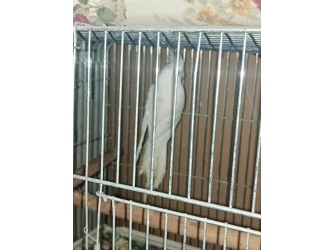 Albino cinnemon takım sultan papağanı