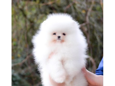 Pomeranian boo yavru köpekler sağlık garantili