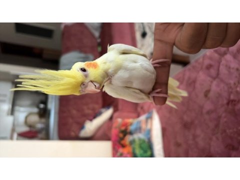 Lutino albino yavru sultan papağanı
