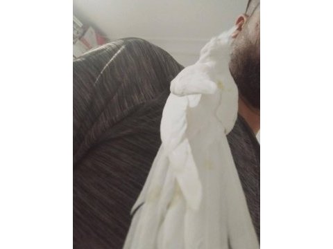 Acil satılık sultan papağanı