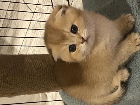 Minik dişi kedilerimiz için yuva arıyoruz