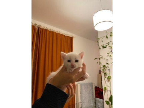 Minik aile kedimiz