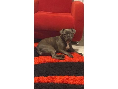 Blue tan french bulldog kızım yeni yuvasını arıyor