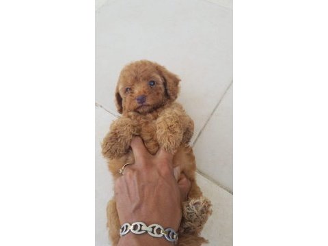 Irk garantili şecereli toy poodle yavruları