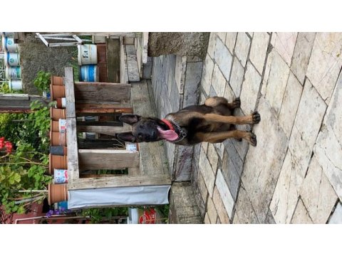 7 aylık erkek malinois belçika kurdu