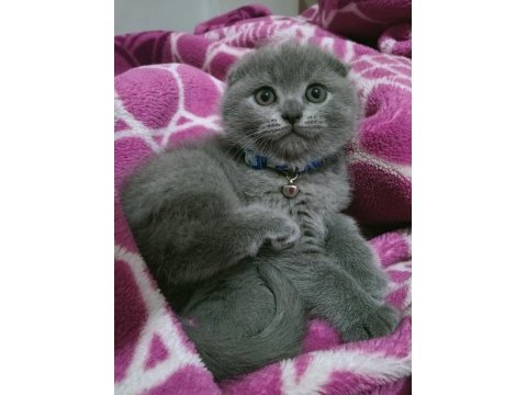 Top kafa ayı surat scottish fold oyuncu bebeğimiz